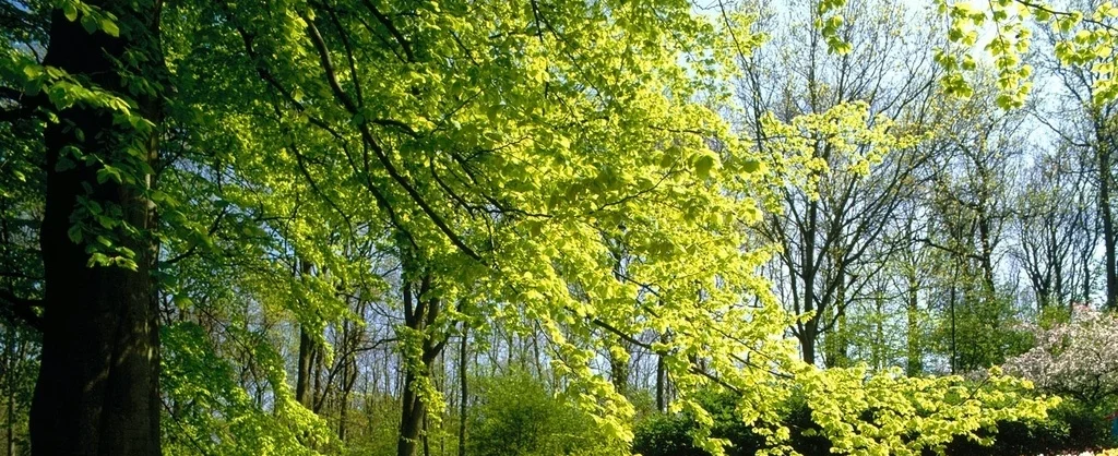 nature desktop wallpaper2.jpg