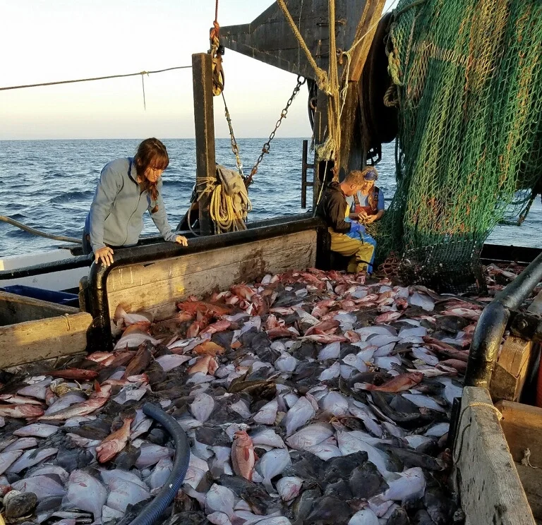 Observer viewing groundfish haul on the F/V Pioneer. Photo by: Giuseppe ‘Joe’ Pennisi