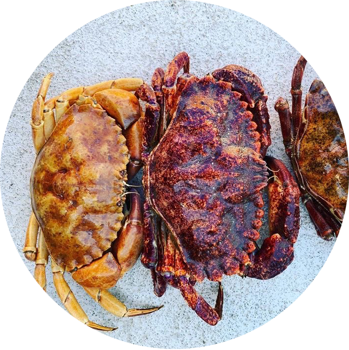 rock crab.png