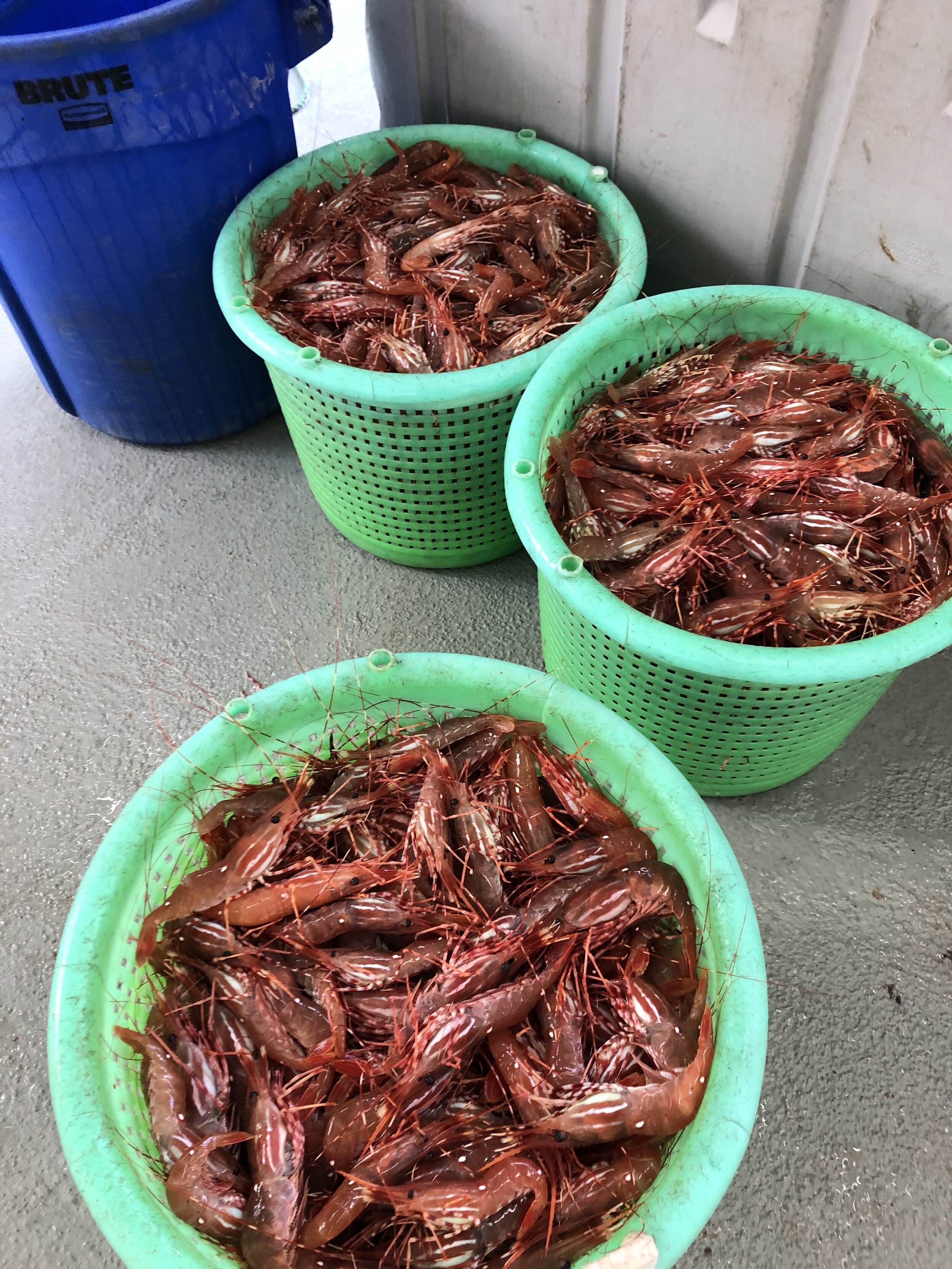 Spot Prawns - What to know, when & where to get them — Monterey Bay  Fisheries Trust