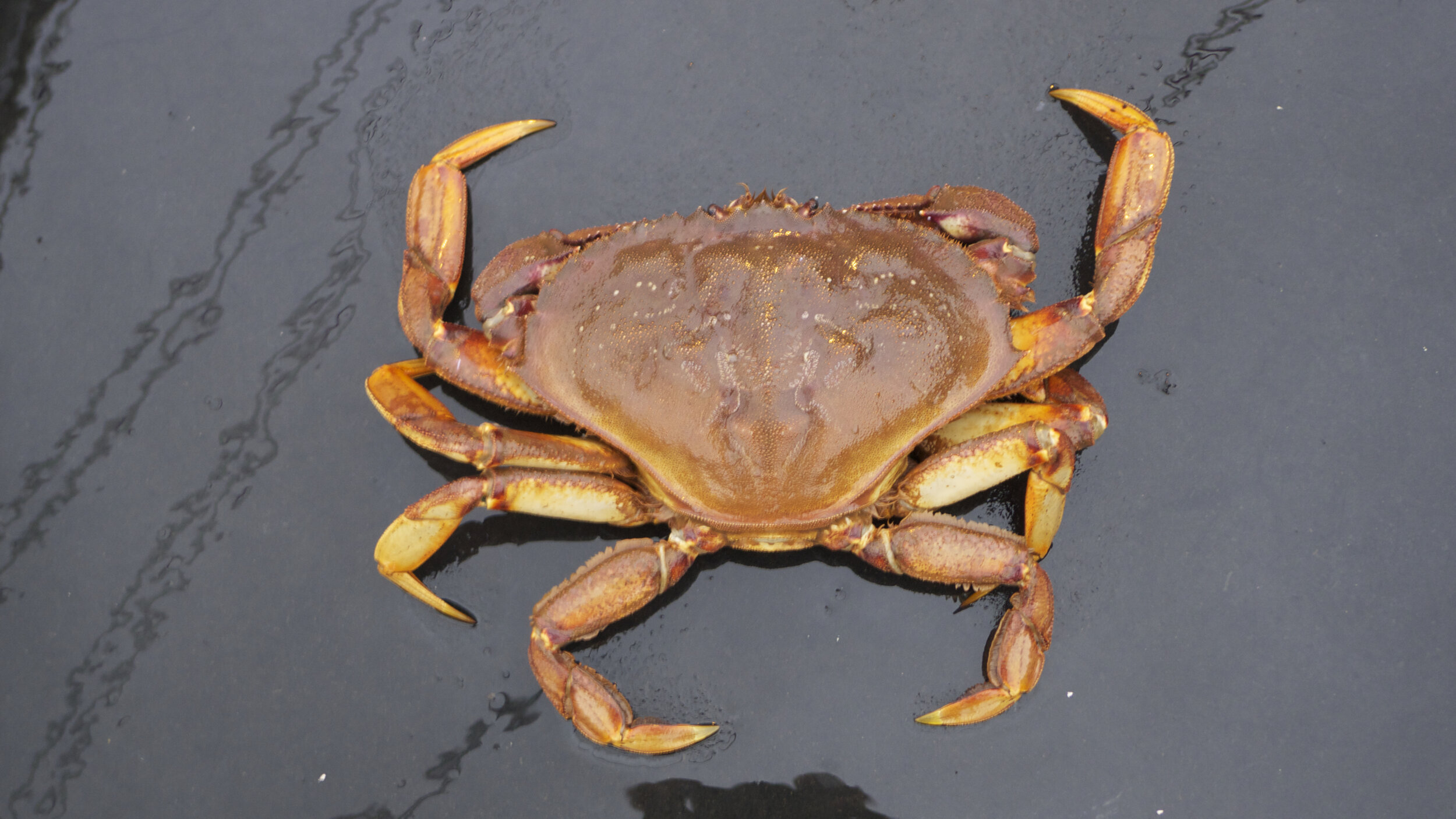 Dungeness crab - What to know, when & where to get it — Monterey Bay  Fisheries Trust