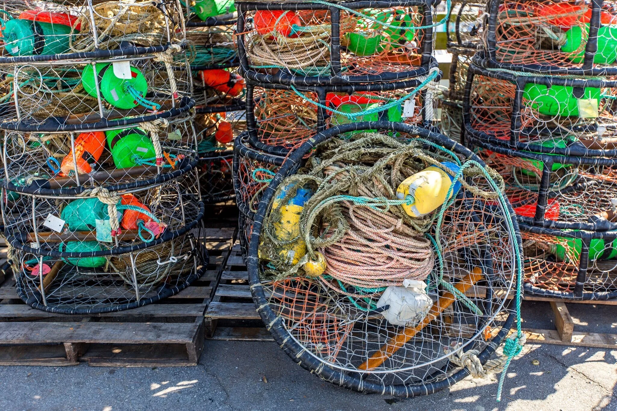 2020 Dungeness Crab Season coming soon!