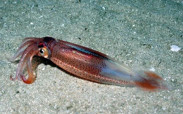 California Market Squid - What to know, when &amp; where to get it