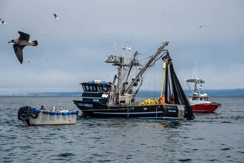 Fishing Gear Types 101: Trolling — Monterey Bay Fisheries Trust