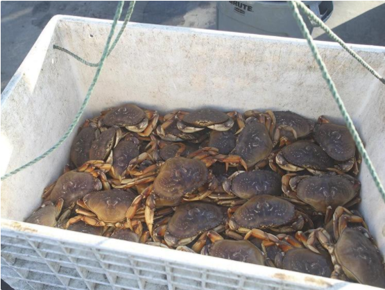Monterey Bay crabbers hold out over price, but organize a smooth start to the coming season.