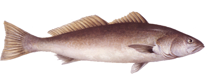 White Seabass: what to know and where to get it — Monterey Bay Fisheries  Trust