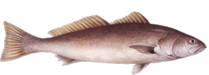 White Seabass: what to know and where to get it — Monterey Bay ...