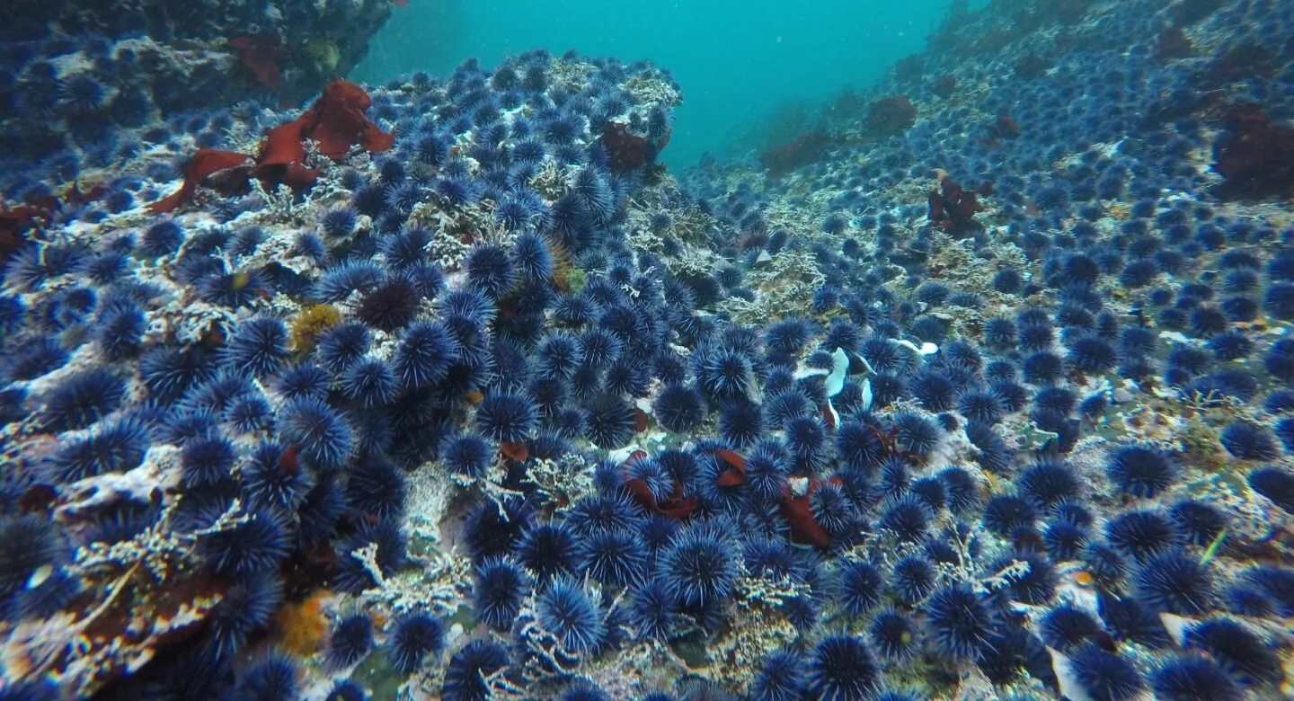 California Fishing Grounds Closure Proposed to Make Way for Coral Research