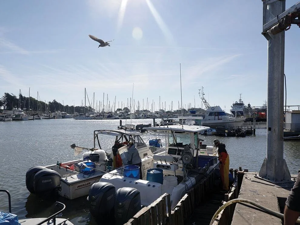 Community Seafood Program Helps Feed The Hungry In Monterey
