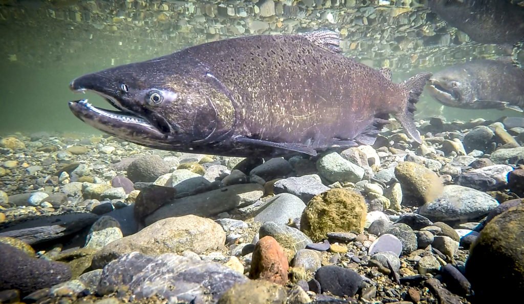 From Recovery to Resilience: What's Next for Salmon