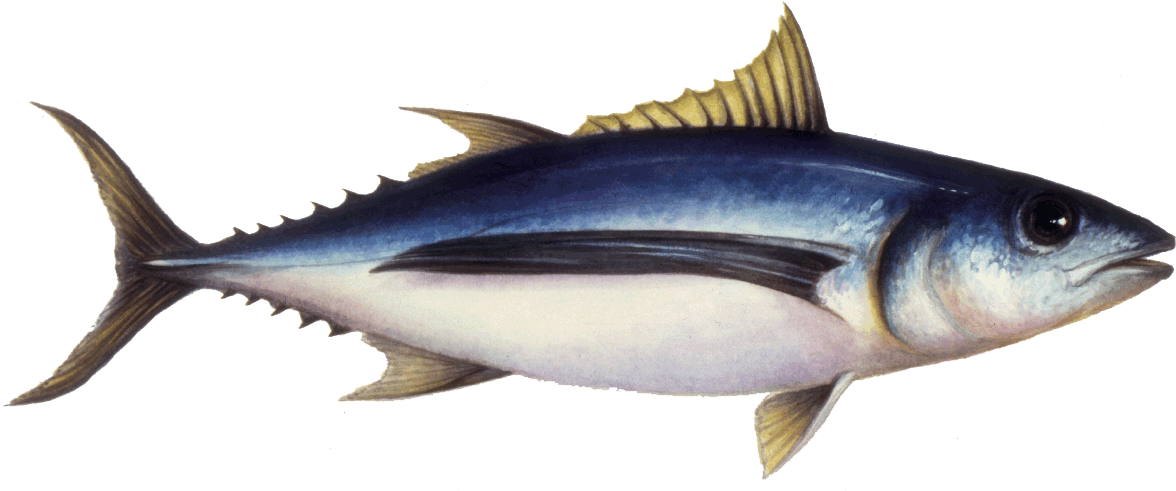 Albacore Tuna: What to know, when & where to get it — Monterey Bay  Fisheries Trust