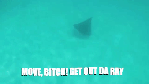 ray gif.gif