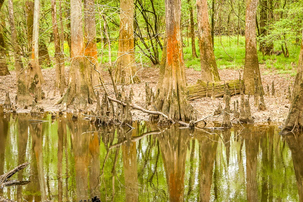 In Focus: Congaree National Park 