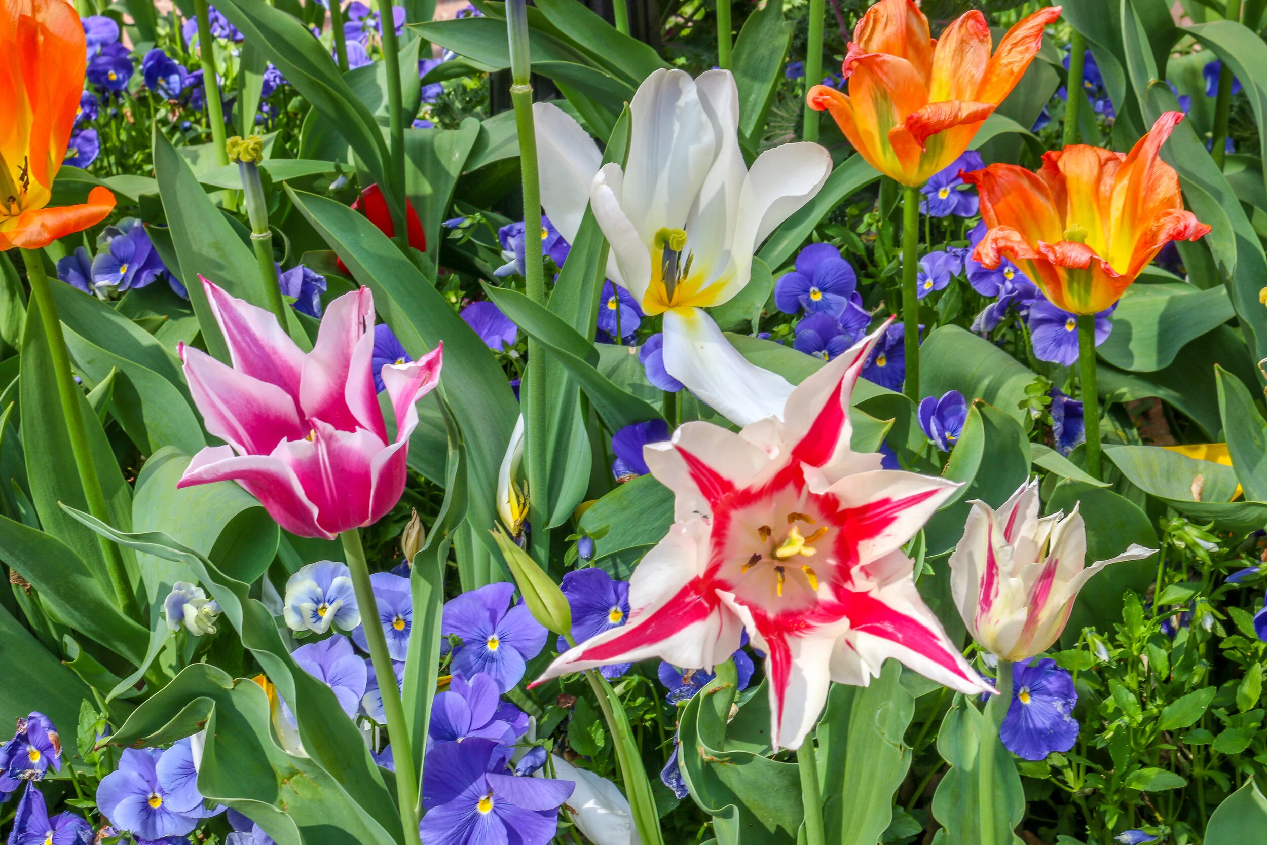 D.C. Chronicles Volume 2