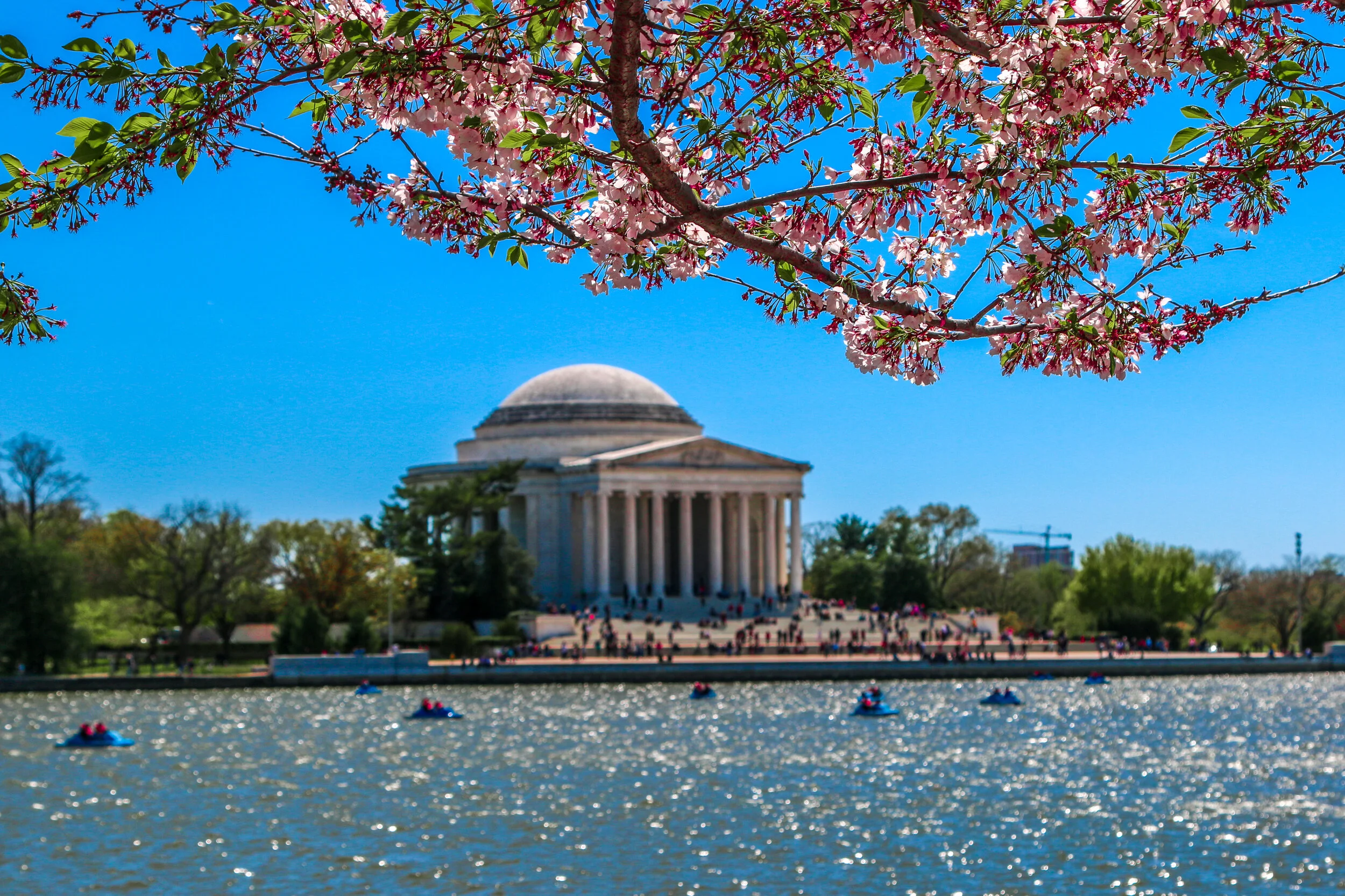 Soon the Cherry Blossoms Will Bloom