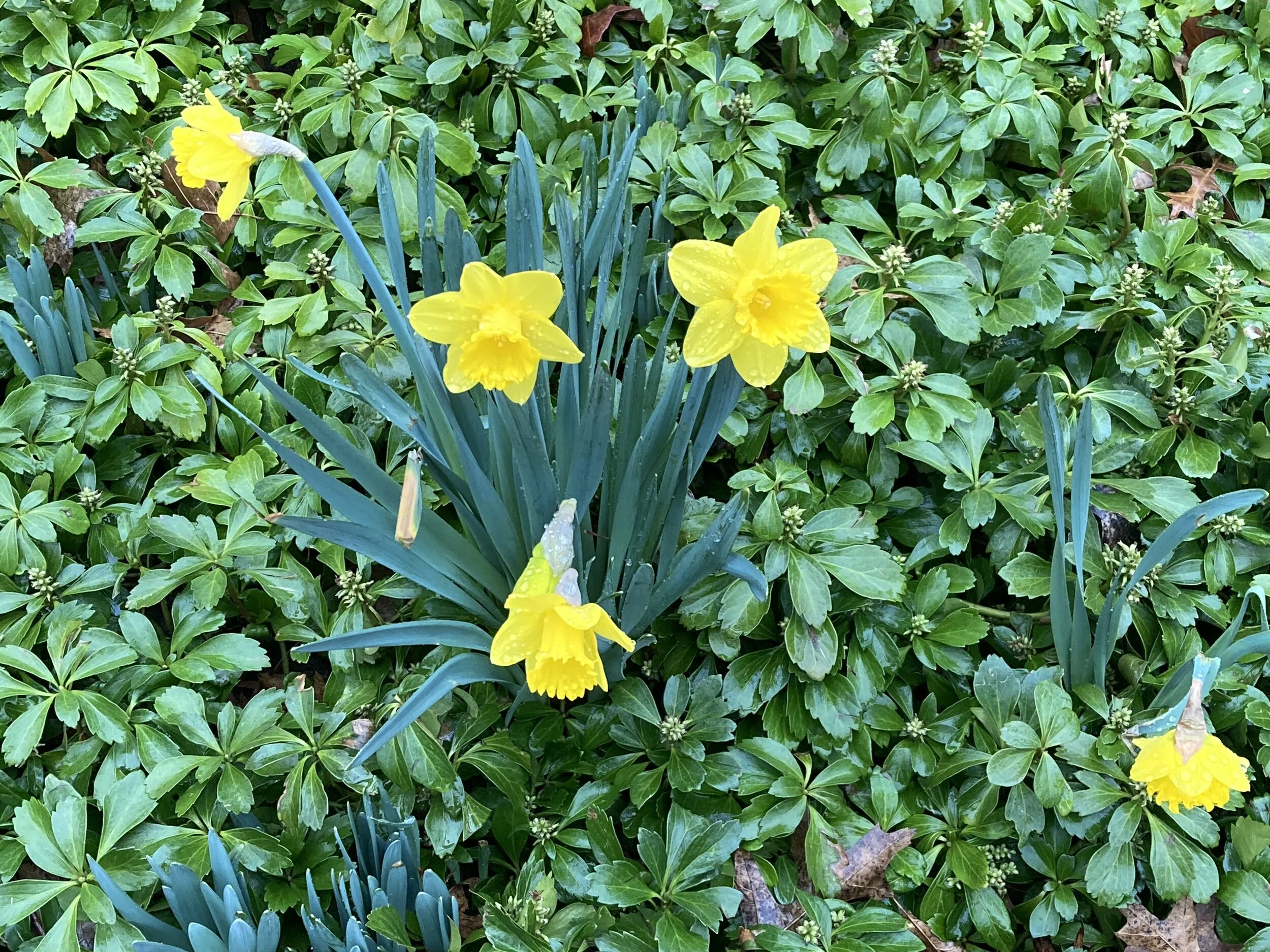 D.C. Chronicles Volume 50