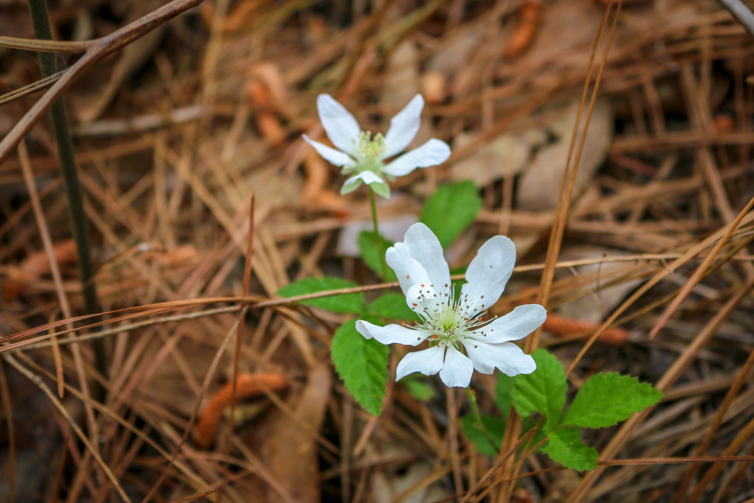 Wild Azalea Trail Louisiana 3.JPG