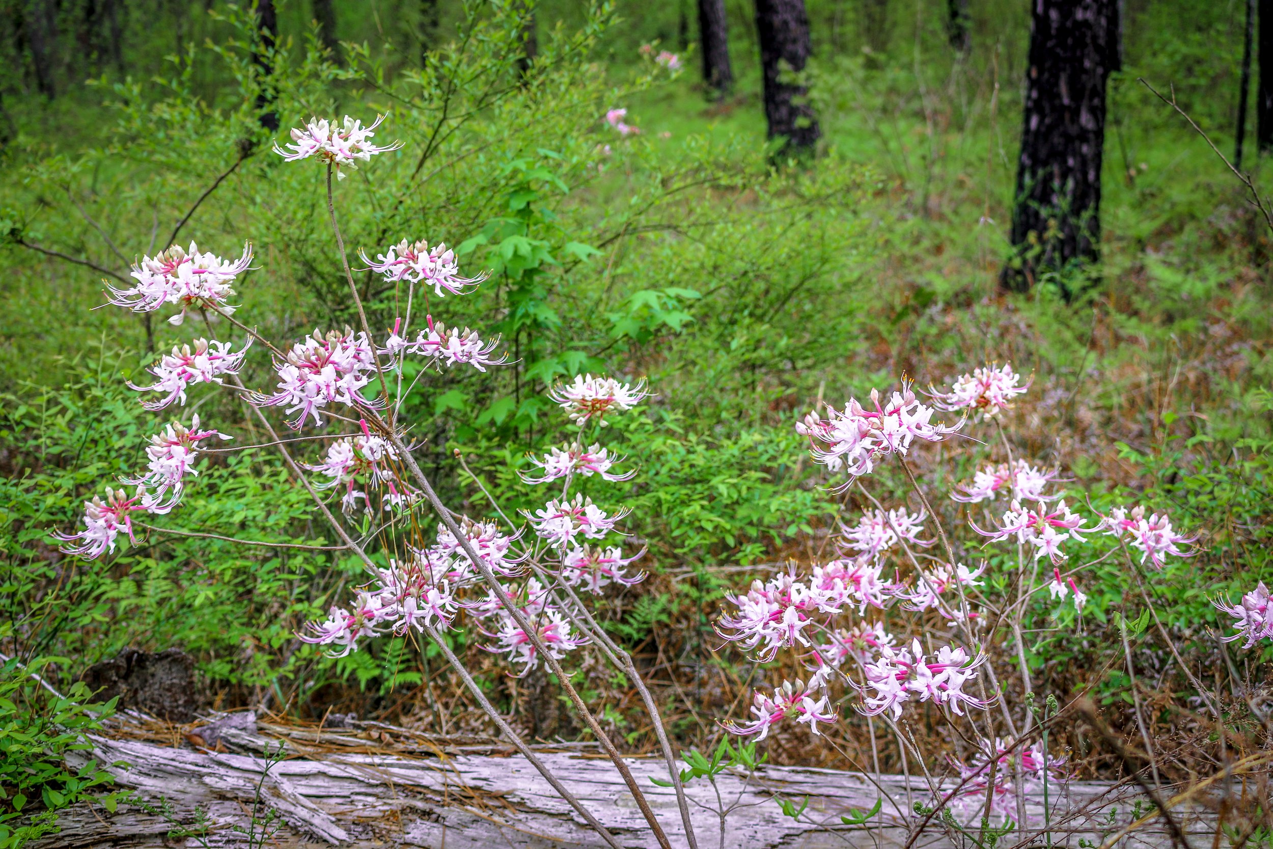 Wild Azalea Trail Louisiana 6.JPG
