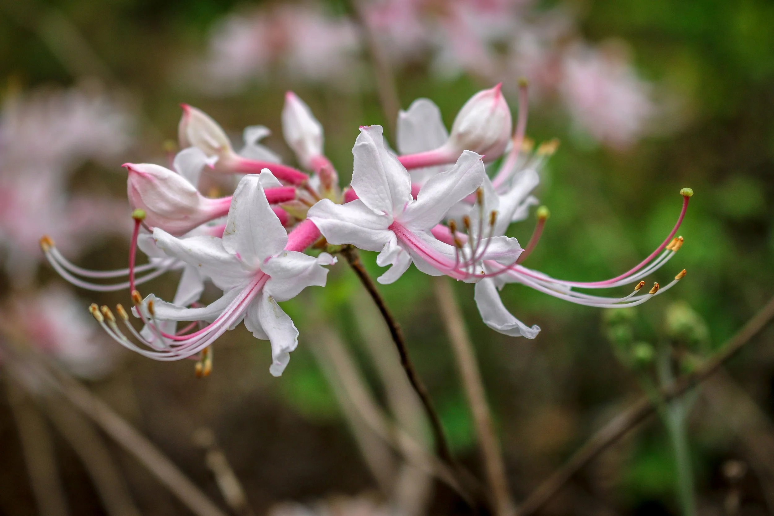 Wild Azalea Trail Louisiana 7.JPG