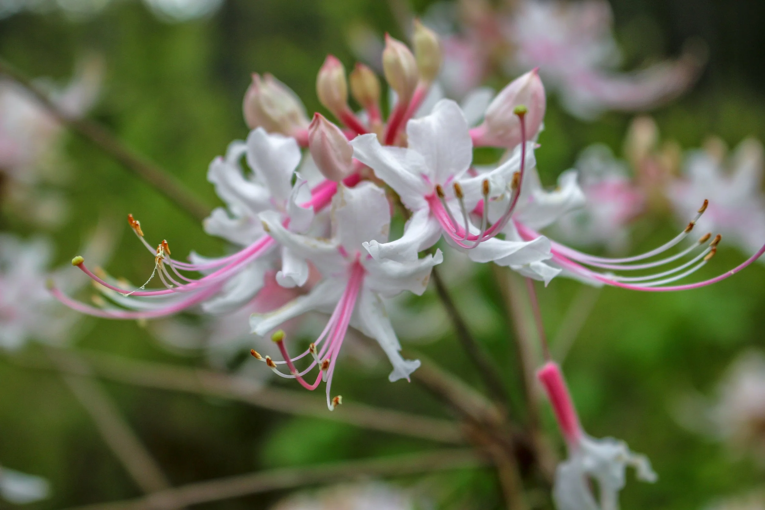Wild Azalea Trail Louisiana 8.JPG