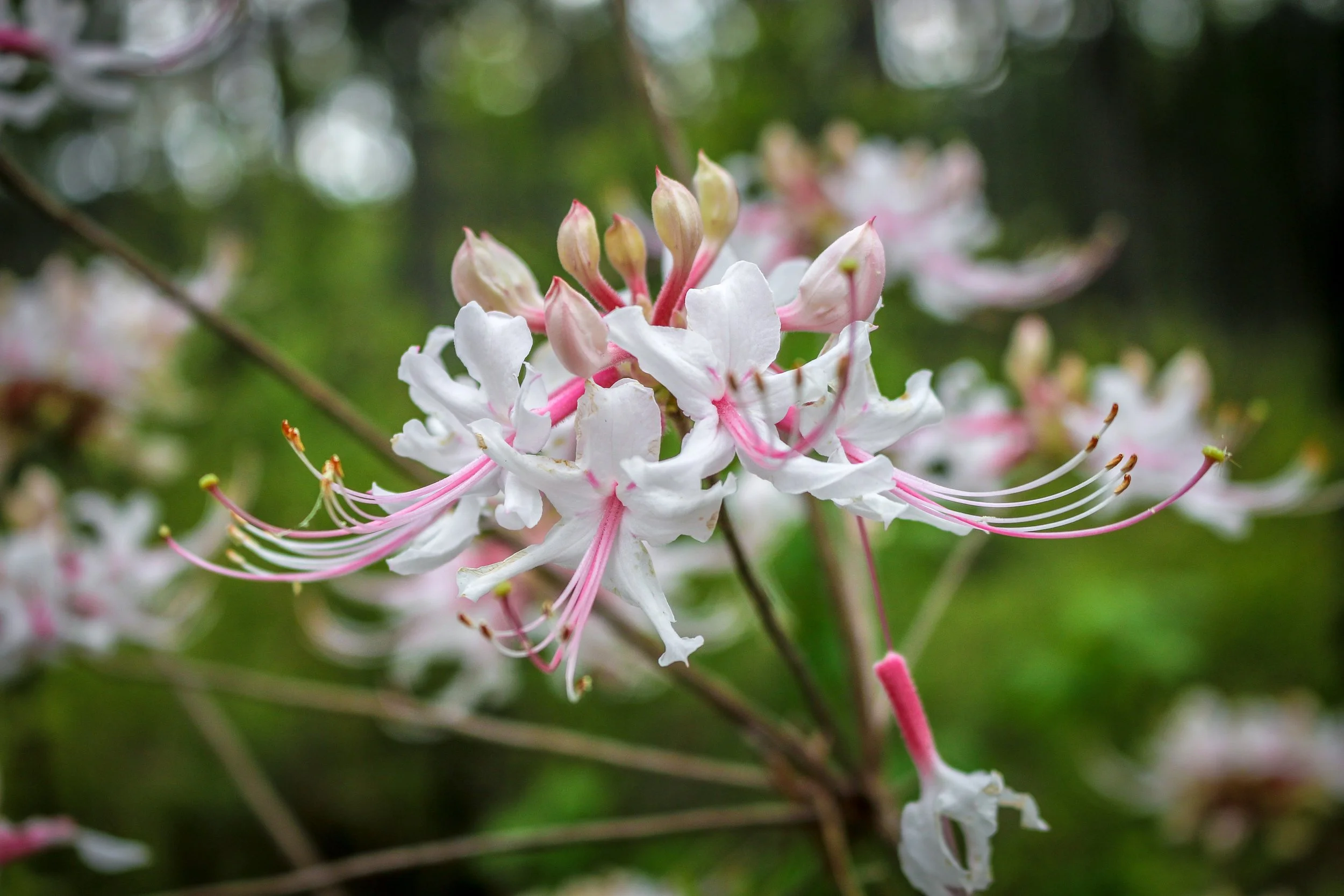 Wild Azalea Trail Louisiana 9.JPG