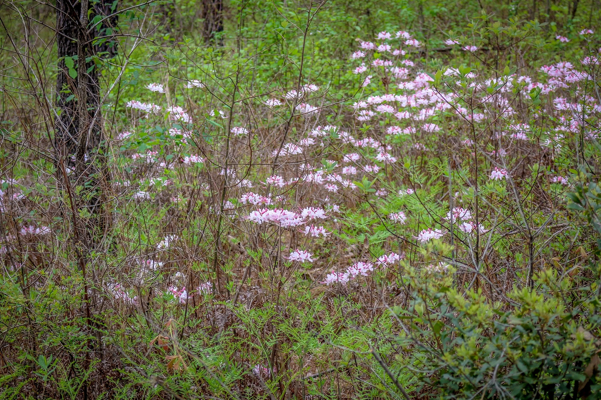 Wild Azalea Trail Louisiana 11.JPG