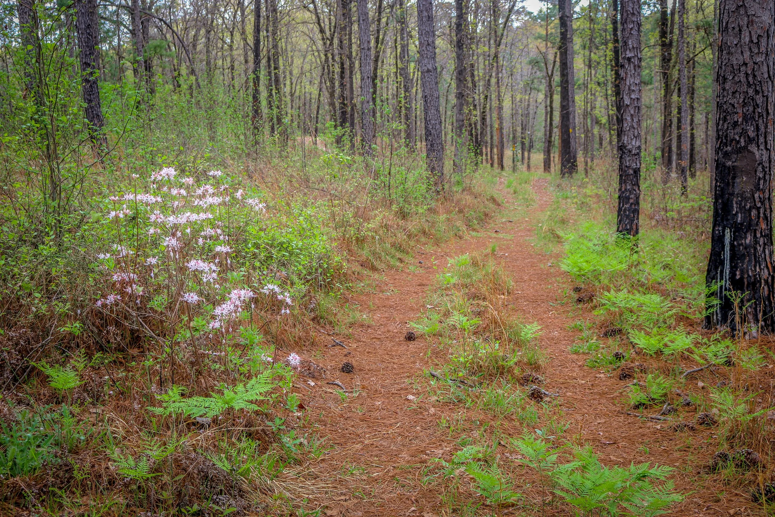 Wild Azalea Trail Louisiana 12.JPG