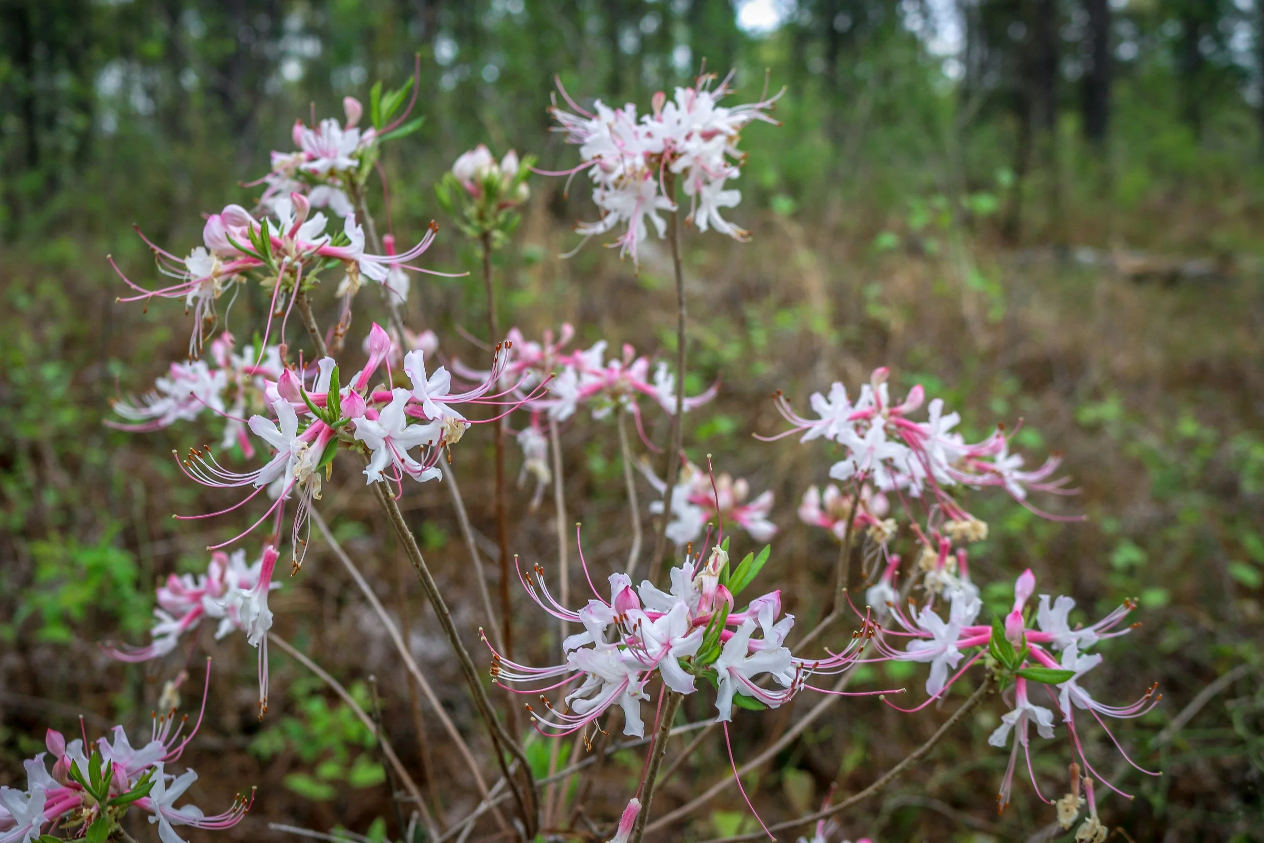 Wild Azalea Trail Louisiana 13.JPG
