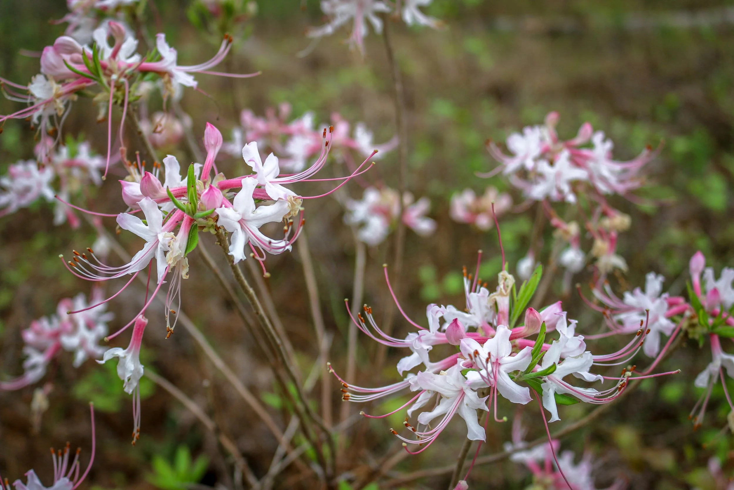 Wild Azalea Trail Louisiana 15.JPG