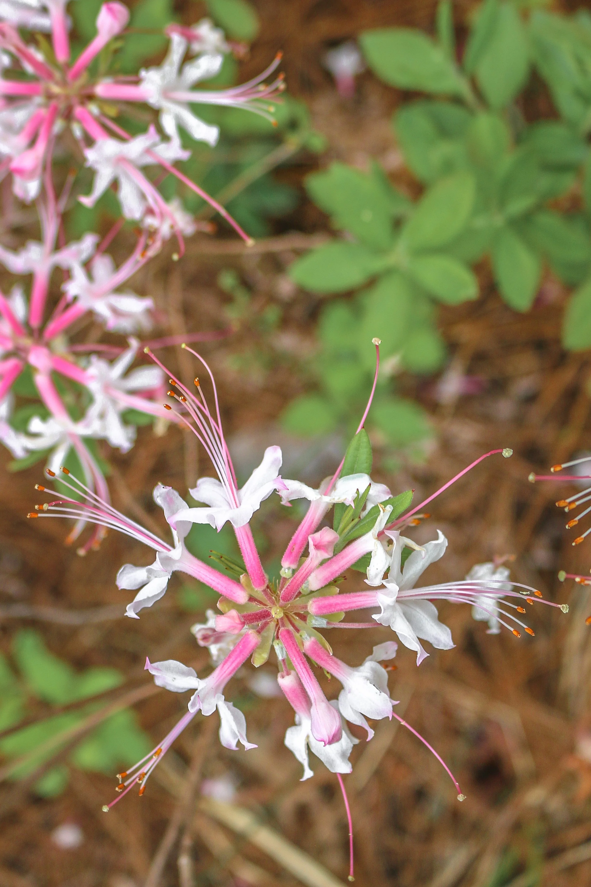 Wild Azalea Trail Louisiana 17.JPG