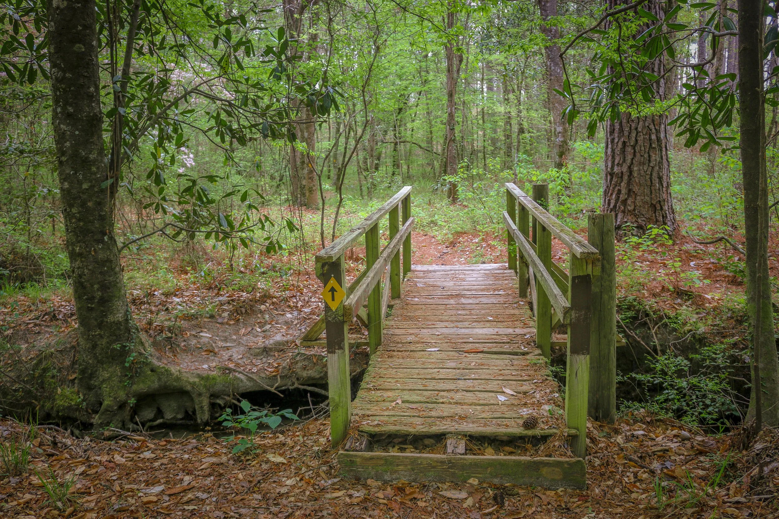Wild Azalea Trail Louisiana 18.JPG