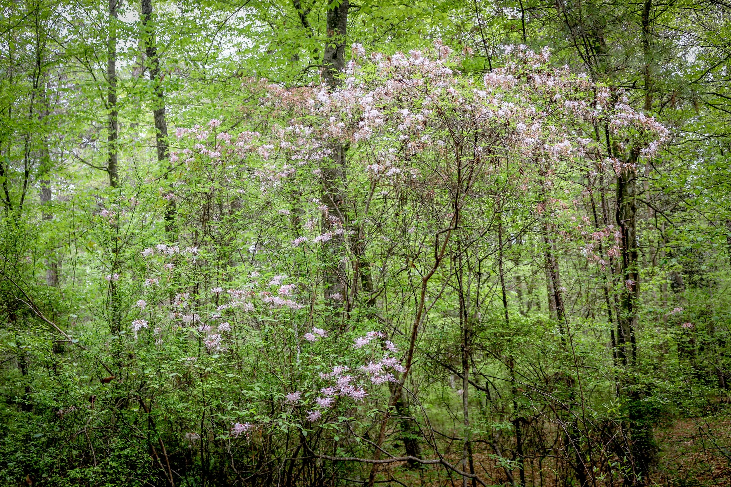 Wild Azalea Trail Louisiana 19.JPG