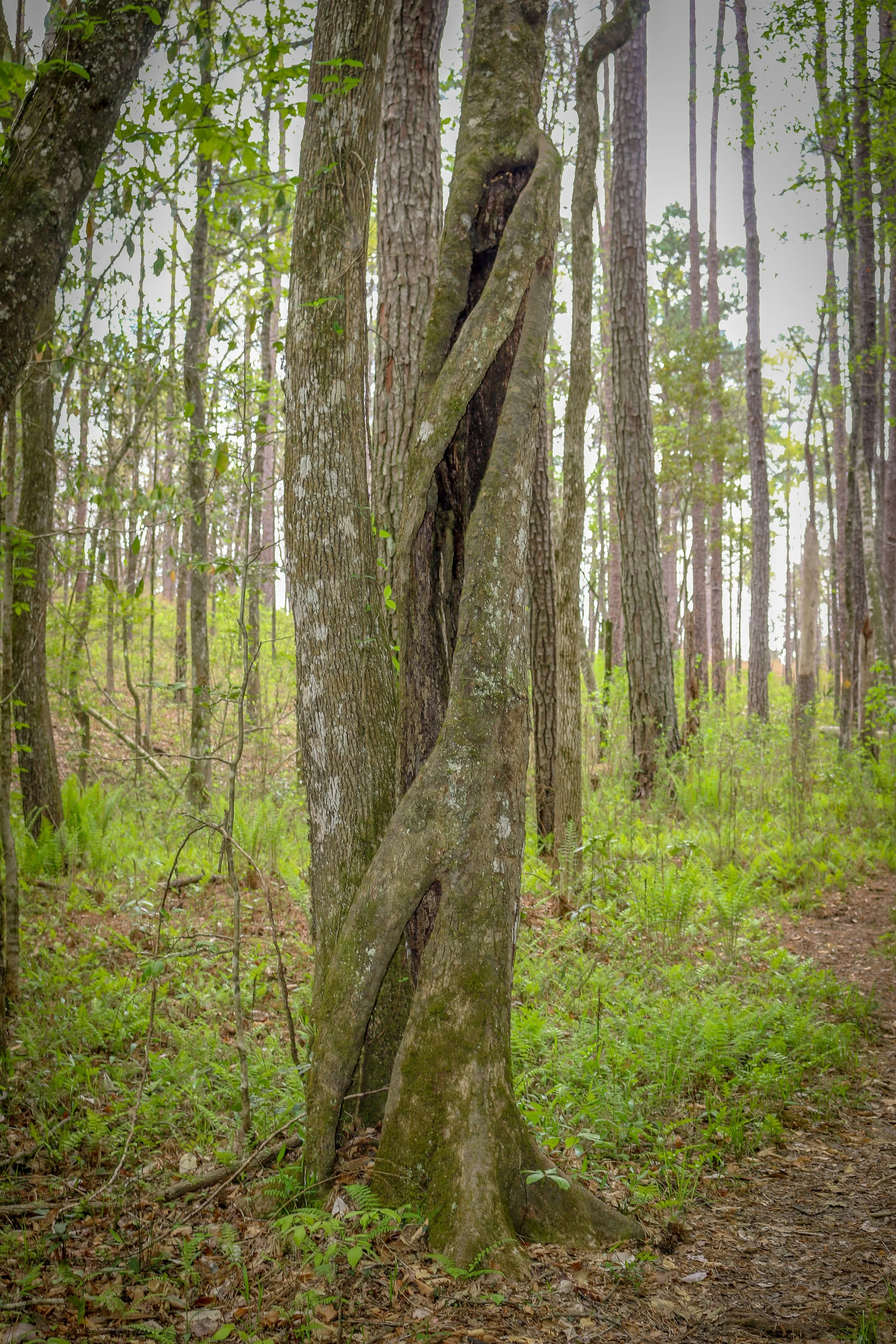 Wild Azalea Trail Louisiana 20.JPG