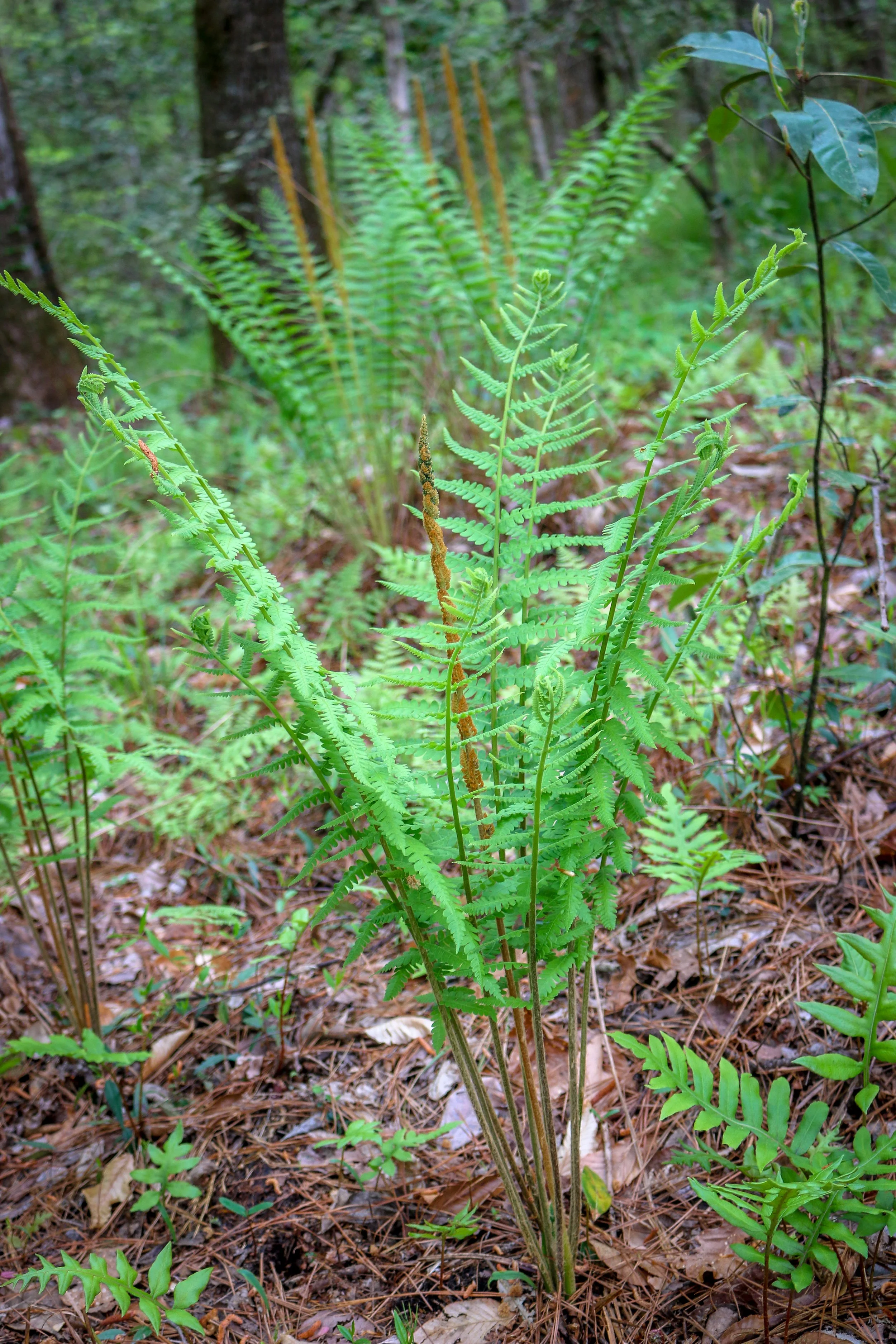 Wild Azalea Trail Louisiana 21.JPG