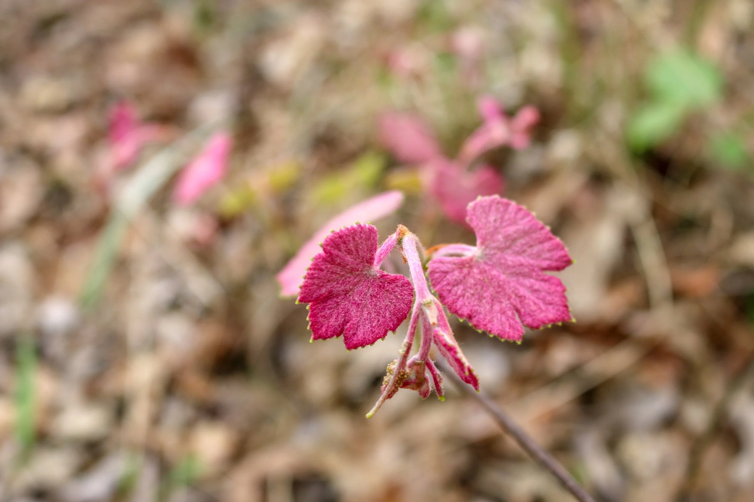Wild Azalea Trail Louisiana 22.JPG