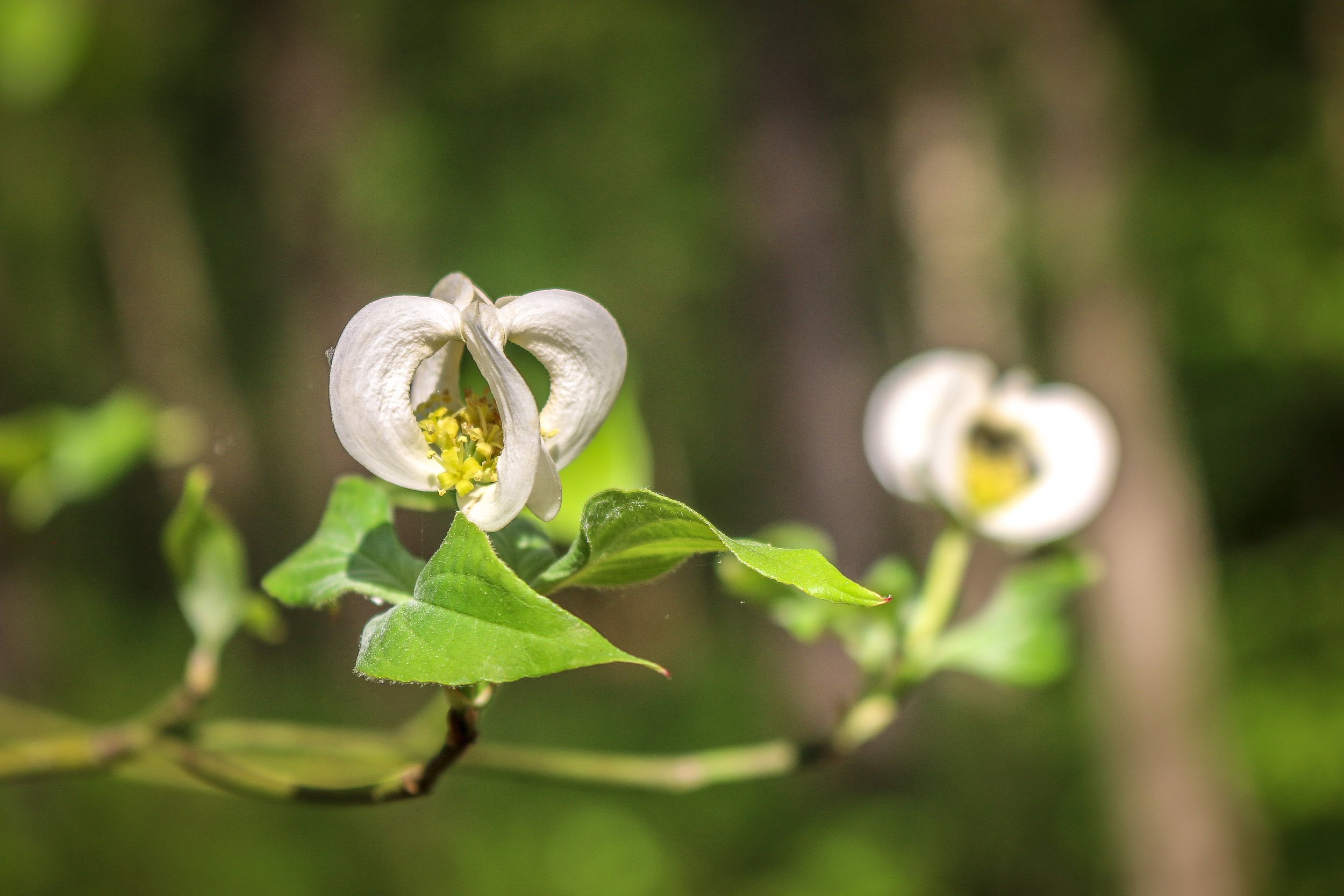 Wild Azalea Trail Louisiana 25.JPG