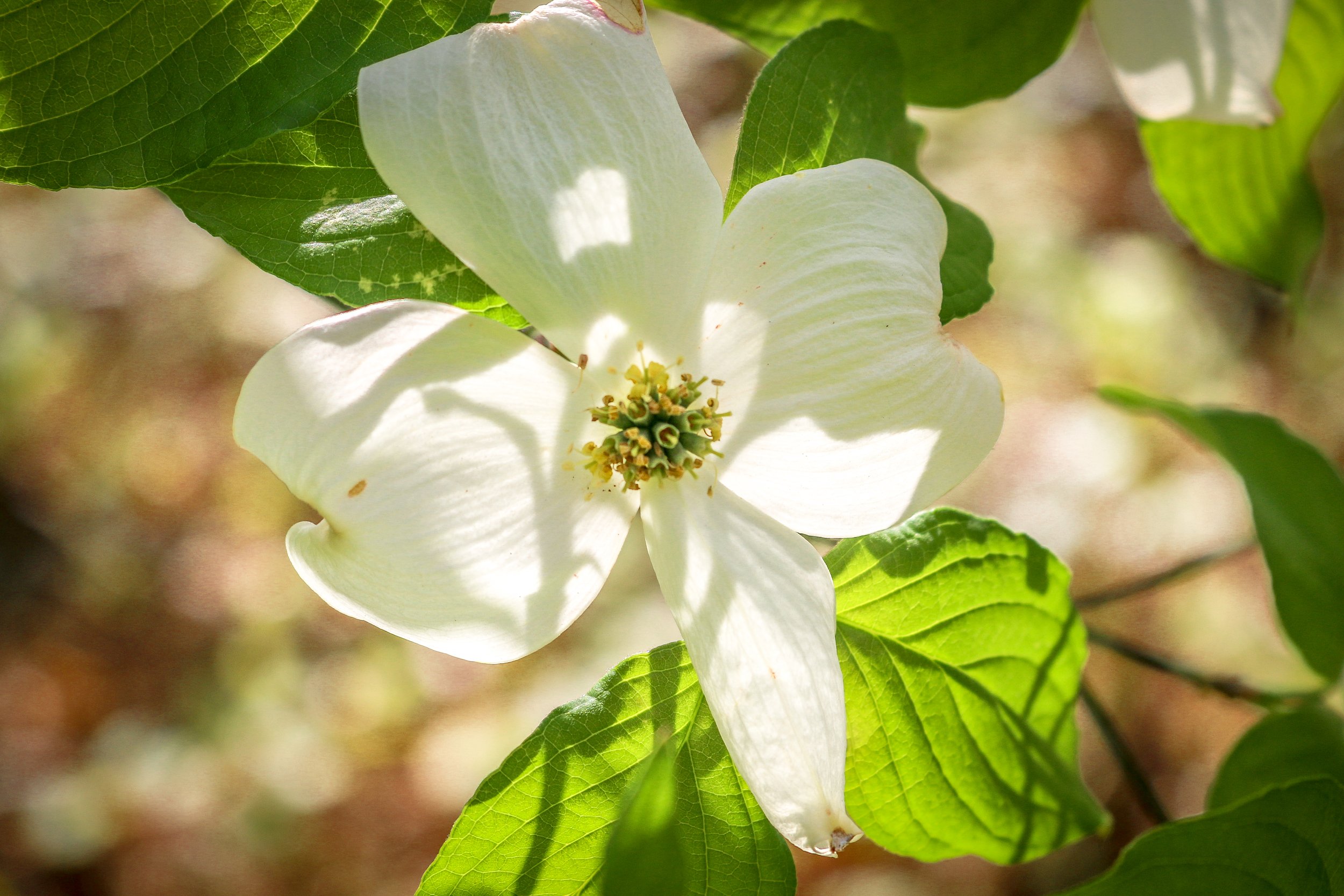 Wild Azalea Trail Louisiana 26.JPG