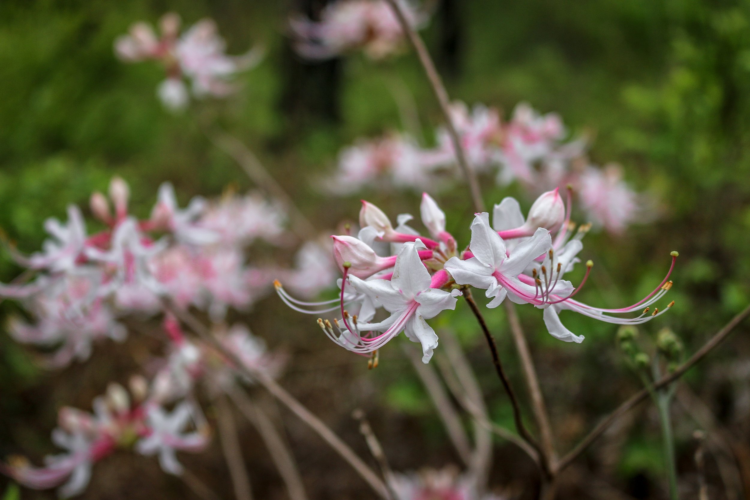 Wild Azalea Trail Louisiana 30.JPG