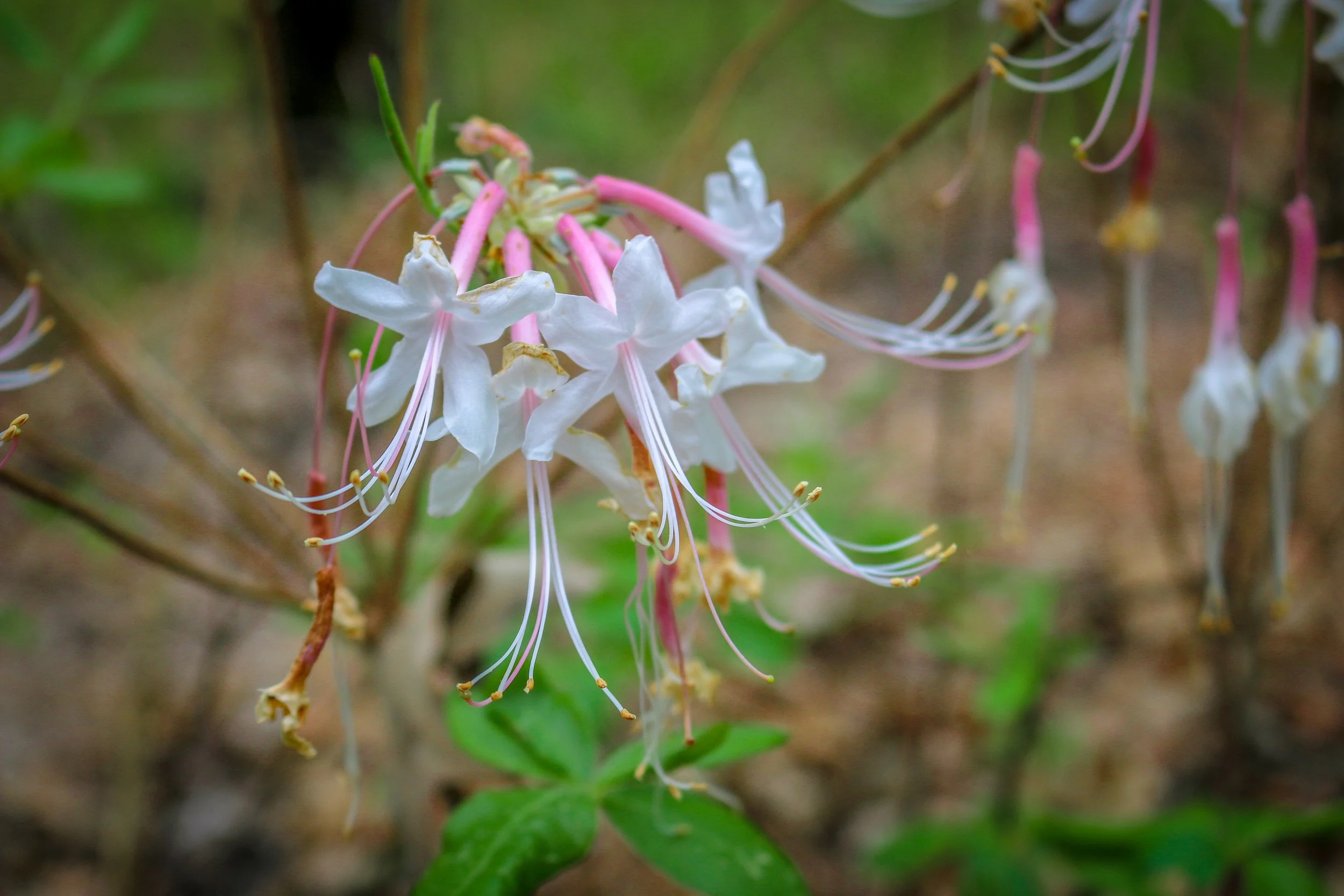 Wild Azalea Trail Louisiana 1.JPG