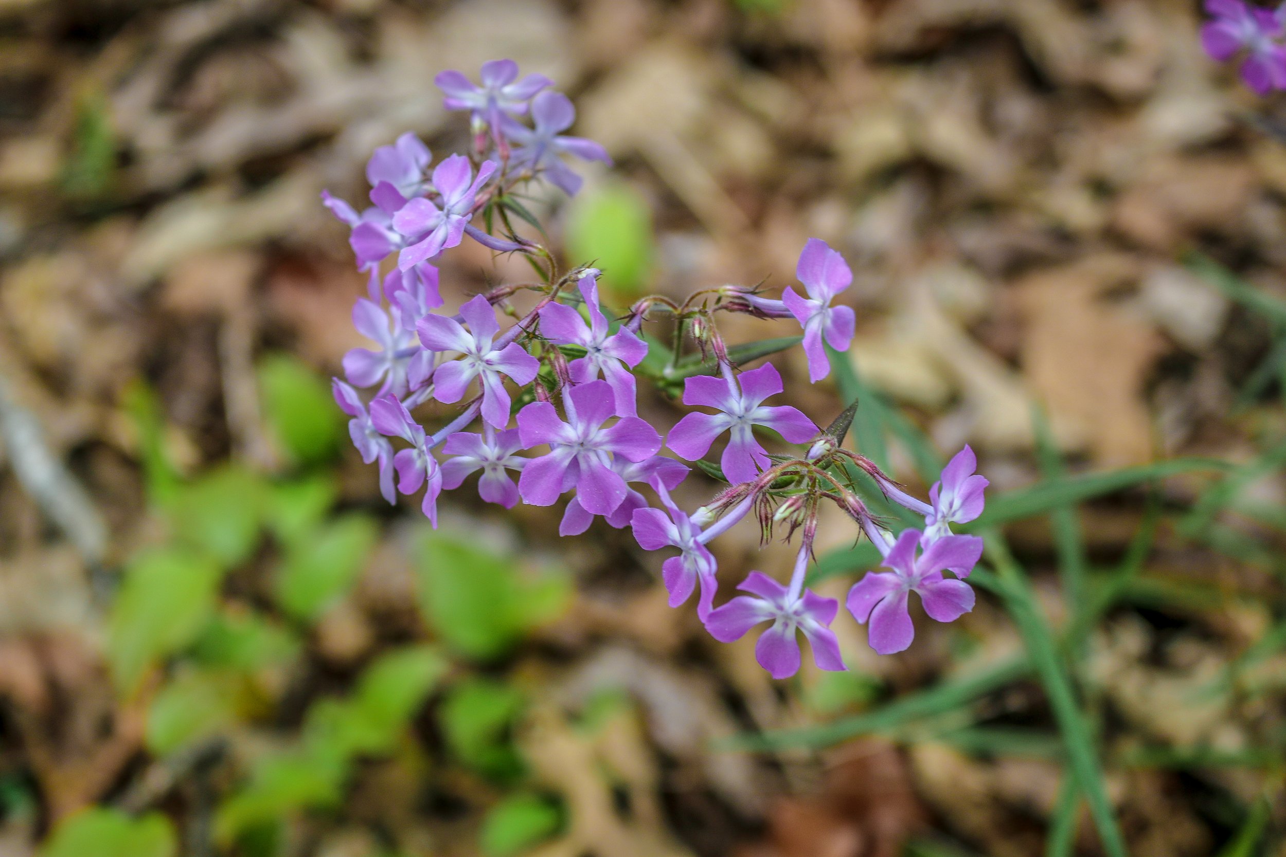 Wild Azalea Trail Louisiana 2.JPG