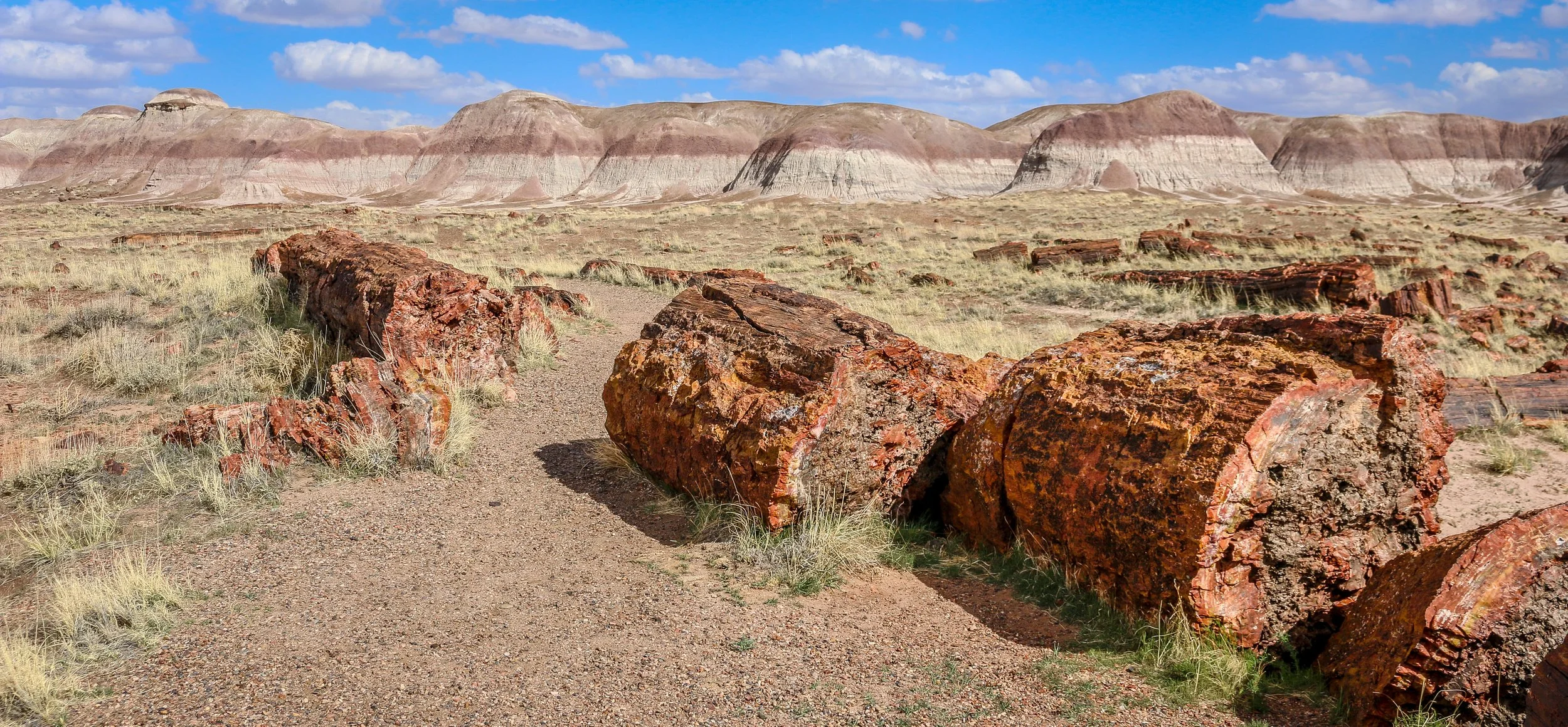 In Focus: Petrified Forest National Park