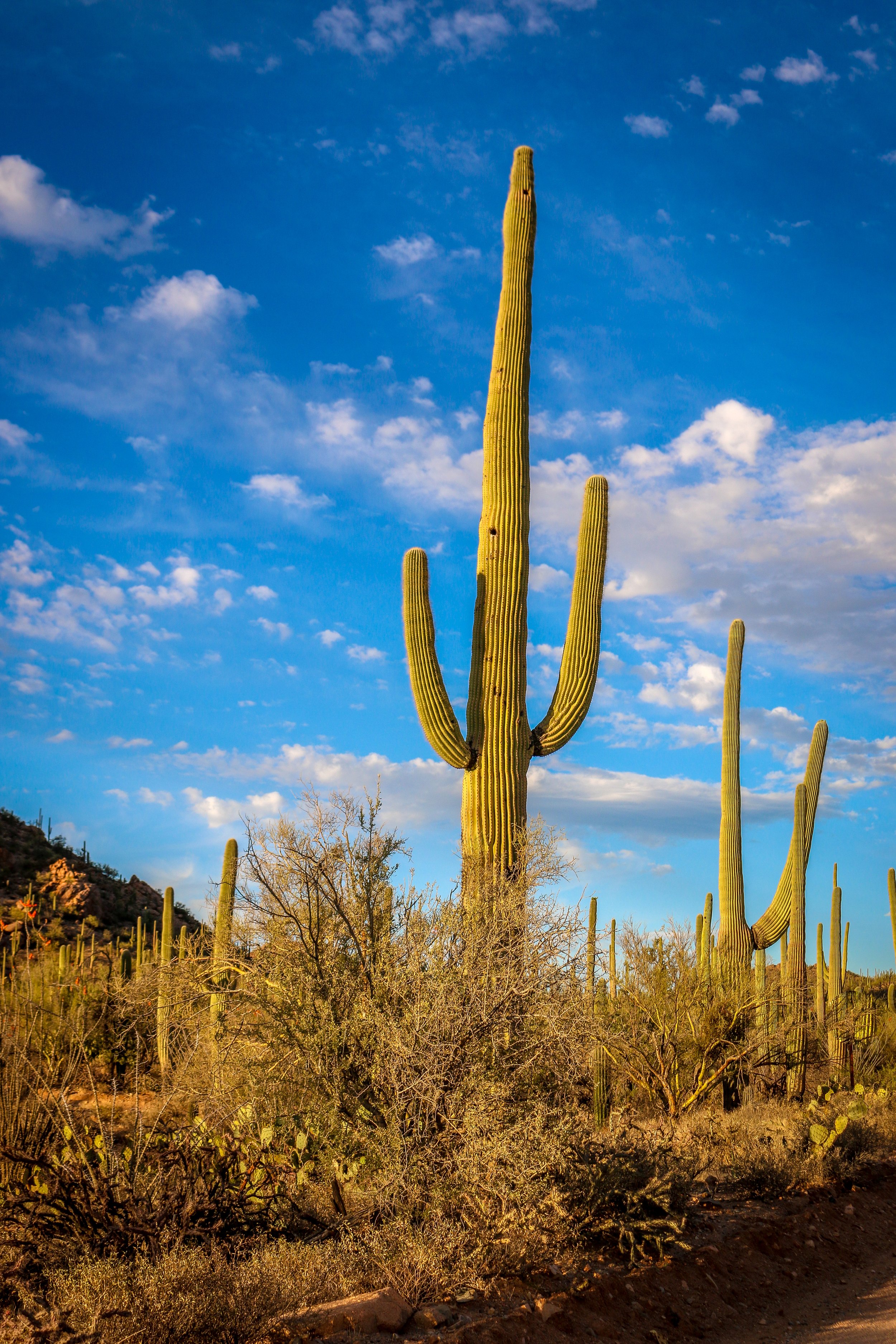 In Focus: Saguaro National Park — Miles 2 Go