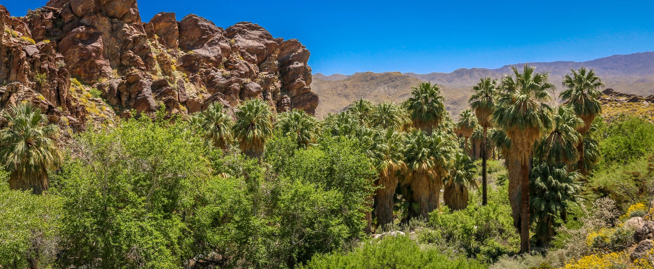 Snapshots - Super Bloom in The Indian Canyons