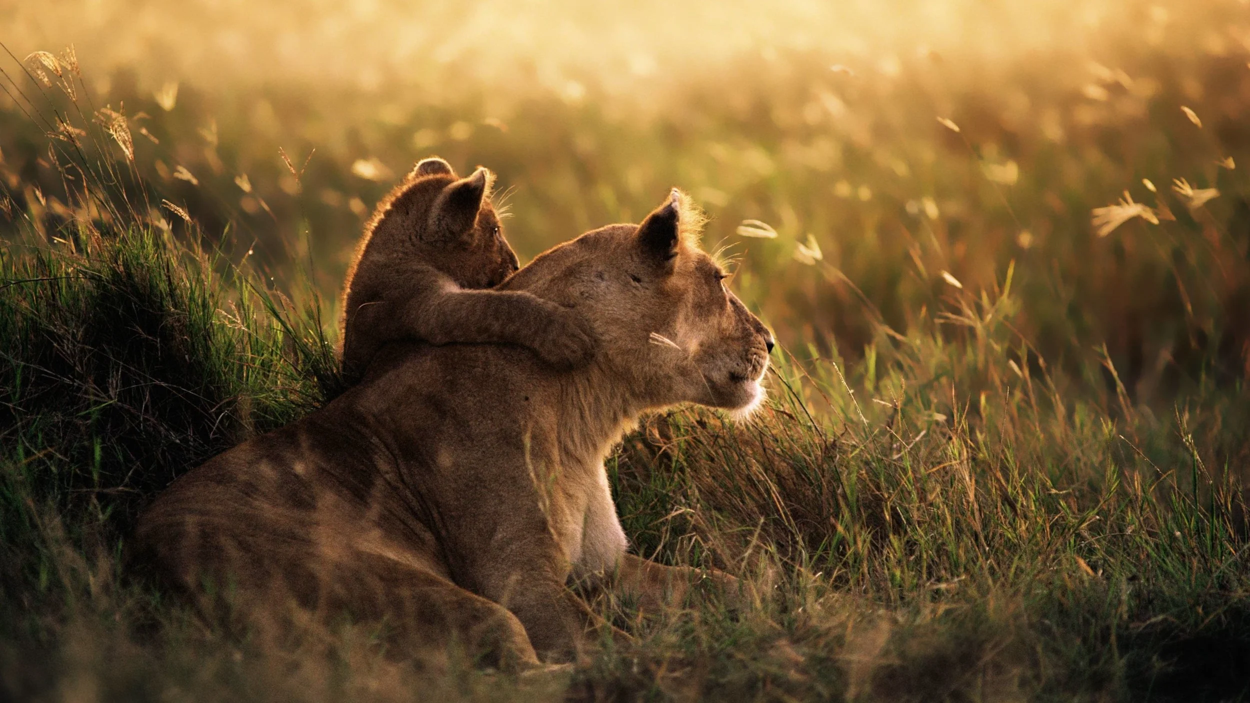 lion and cub.jpg