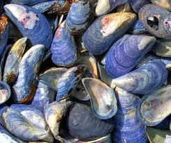 Mussel Shells.jpg