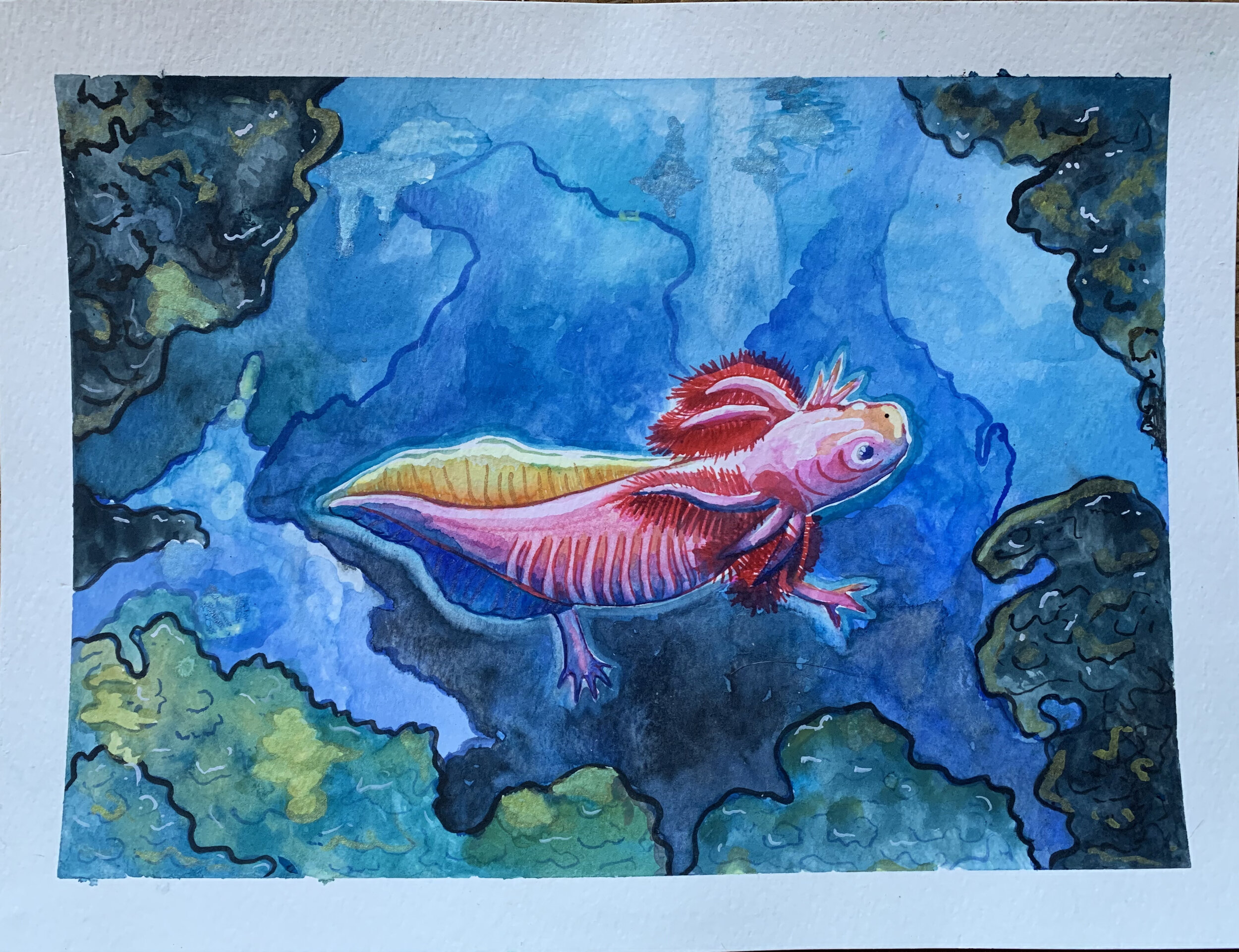 Axolotl