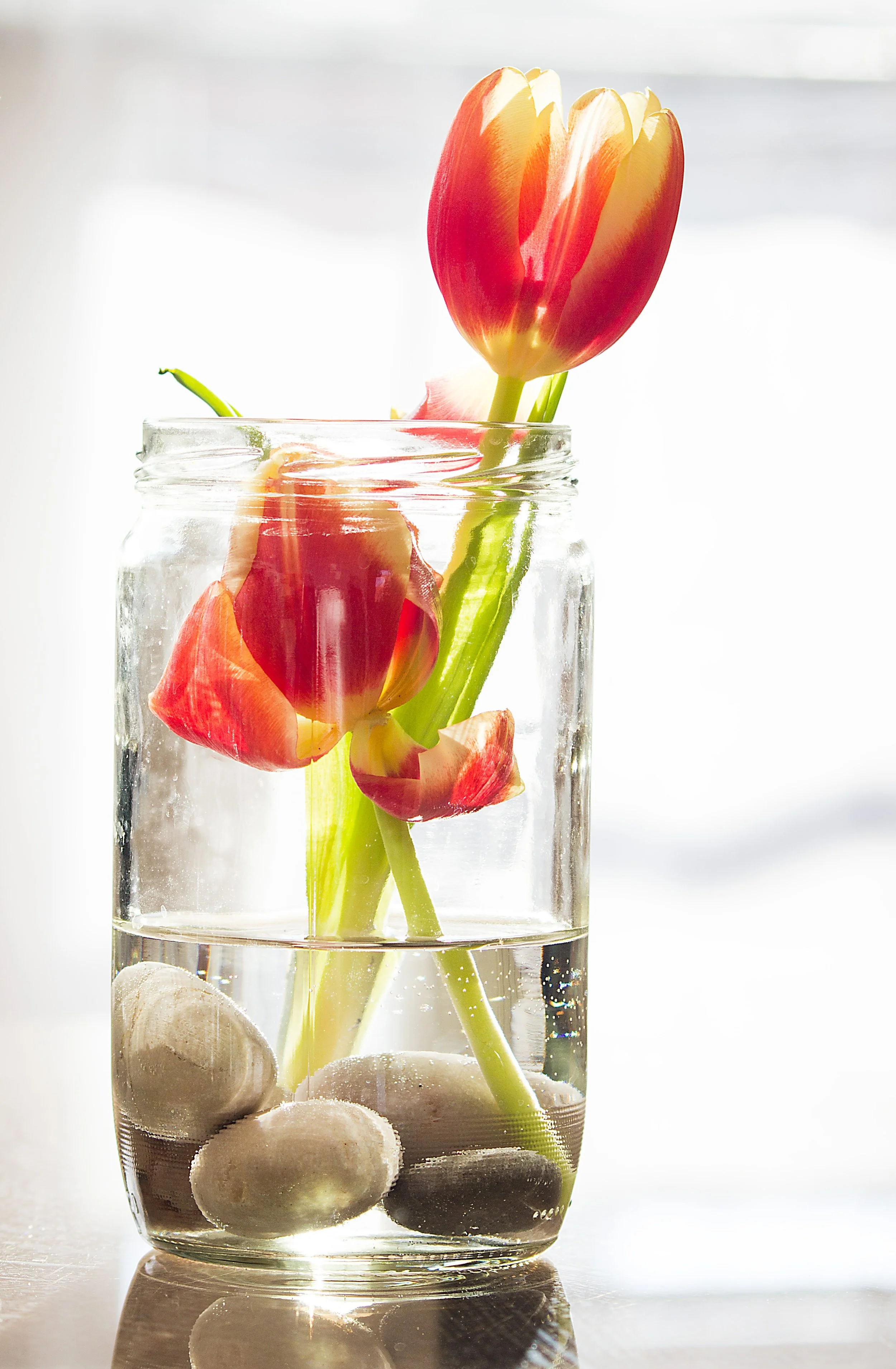 tulips.jpg