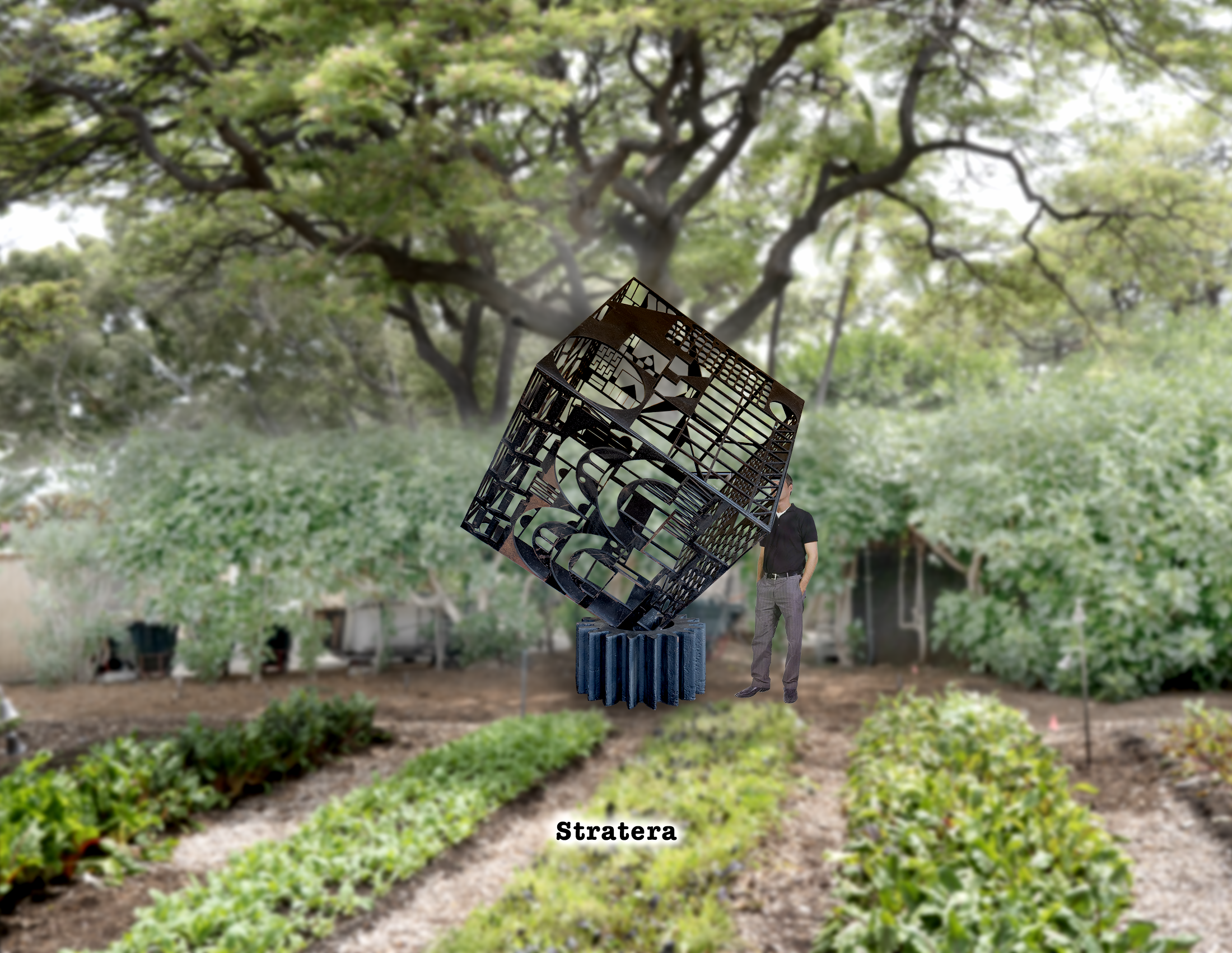 stratera in the garden.png