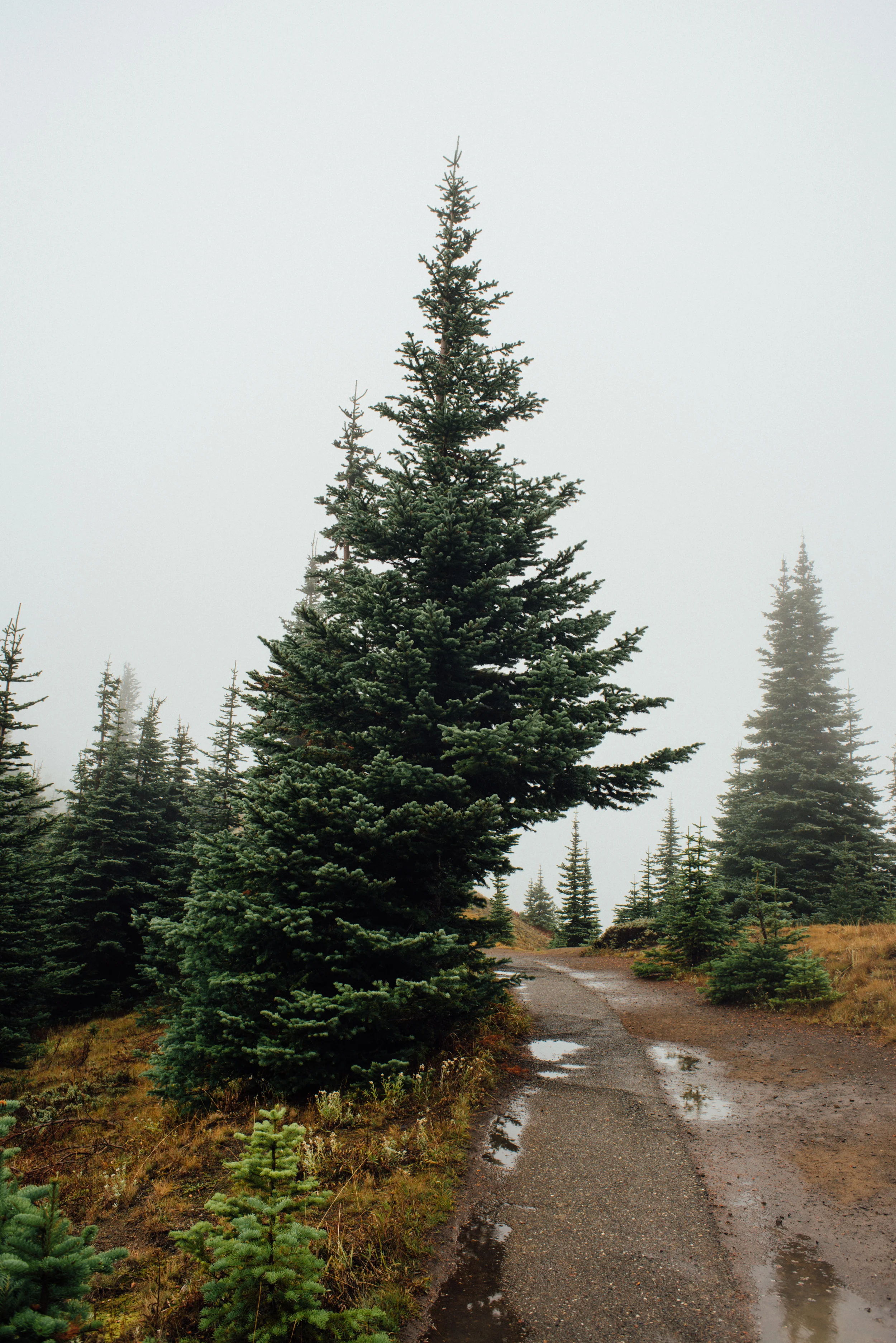 DSC_1100-2.jpg