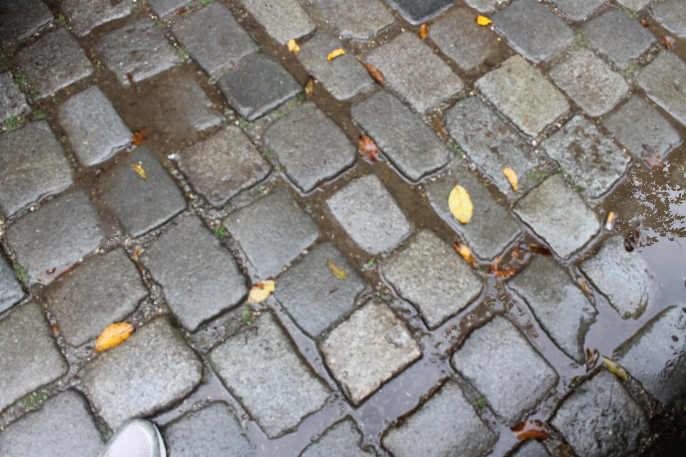 blauburen cobblestones.jpg